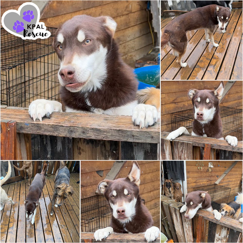 Fievel - Mouse Litter, an adoptable Husky, Mixed Breed in Kenai, AK, 99611 | Photo Image 3