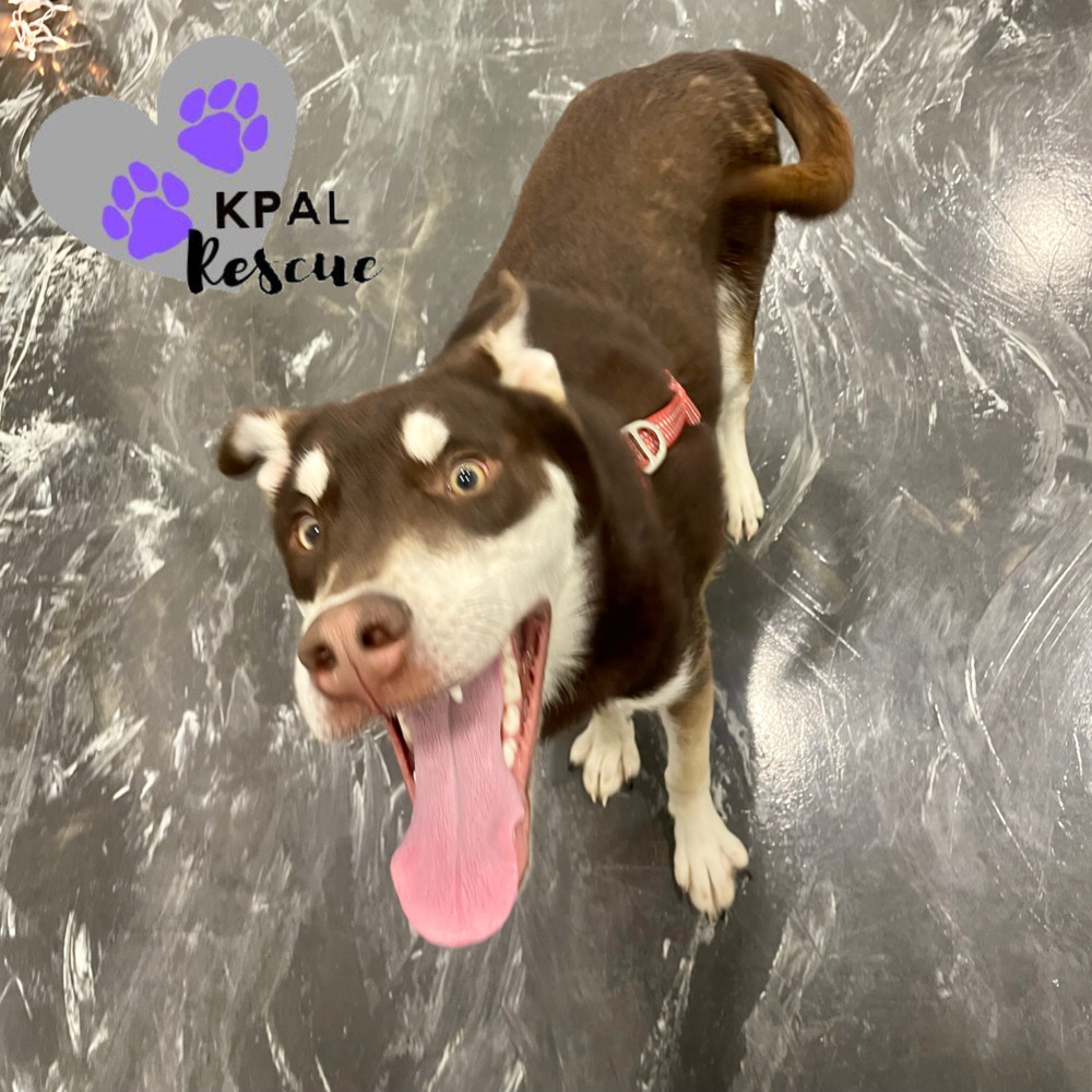 Fievel - Mouse Litter, an adoptable Husky, Mixed Breed in Kenai, AK, 99611 | Photo Image 4