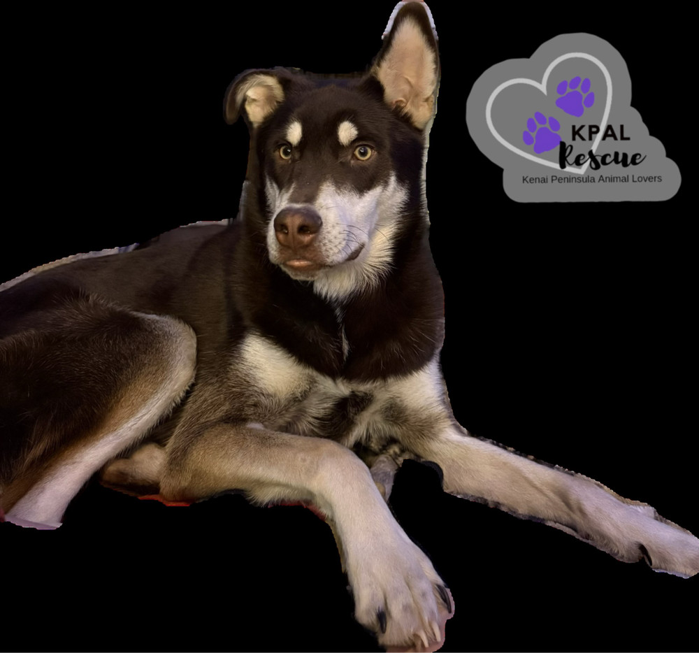 Fievel - Mouse Litter, an adoptable Husky, Mixed Breed in Kenai, AK, 99611 | Photo Image 5