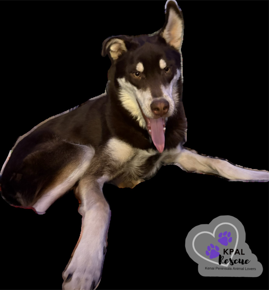 Fievel - Mouse Litter, an adoptable Husky, Mixed Breed in Kenai, AK, 99611 | Photo Image 6