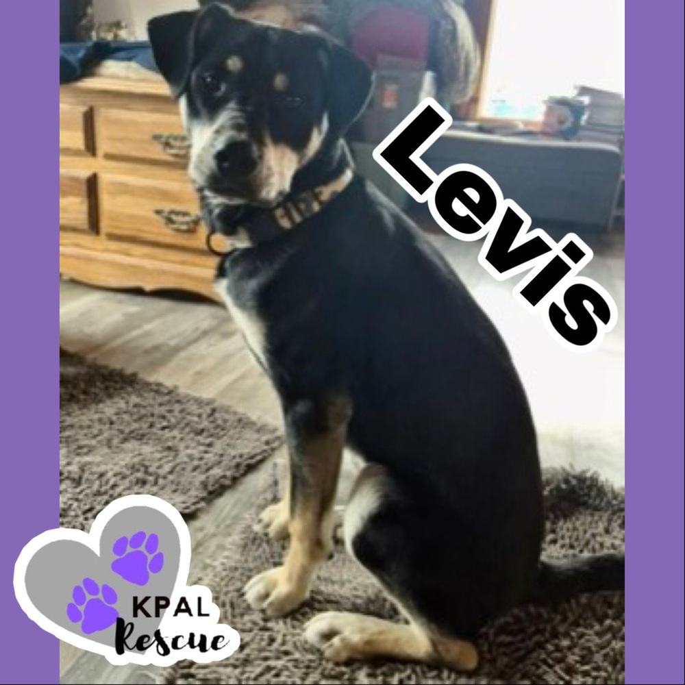 Levis - Blue Jeans Litter, an adoptable Australian Cattle Dog / Blue Heeler, Pit Bull Terrier in Kenai, AK, 99611 | Photo Image 1