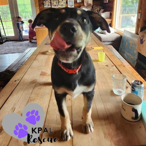 Levis - Blue Jeans Litter, an adoptable Australian Cattle Dog / Blue Heeler, Pit Bull Terrier in Kenai, AK, 99611 | Photo Image 2