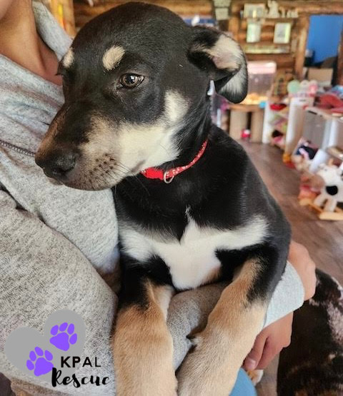 Levis - Blue Jeans Litter, an adoptable Australian Cattle Dog / Blue Heeler, Pit Bull Terrier in Kenai, AK, 99611 | Photo Image 3