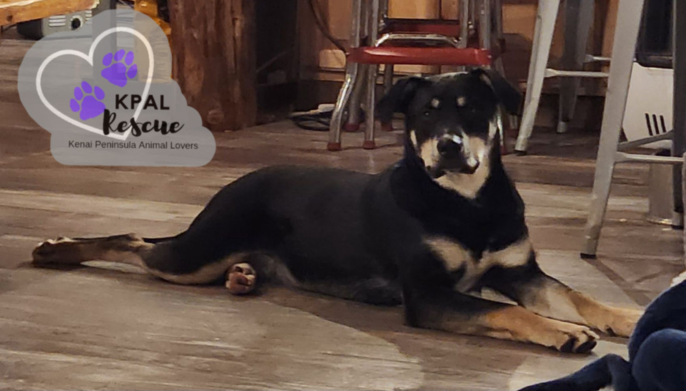 Levis - Blue Jeans Litter, an adoptable Australian Cattle Dog / Blue Heeler, Pit Bull Terrier in Kenai, AK, 99611 | Photo Image 3