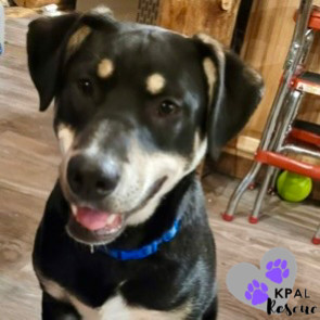 Levis - Blue Jeans Litter, an adoptable Australian Cattle Dog / Blue Heeler, Pit Bull Terrier in Kenai, AK, 99611 | Photo Image 4