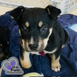 Levis - Blue Jeans Litter, an adoptable Australian Cattle Dog / Blue Heeler, Pit Bull Terrier in Kenai, AK, 99611 | Photo Image 5