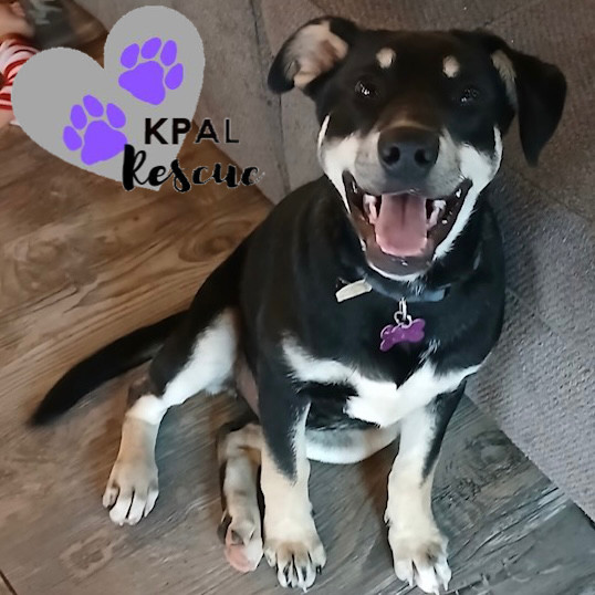 Levis - Blue Jeans Litter, an adoptable Australian Cattle Dog / Blue Heeler, Pit Bull Terrier in Kenai, AK, 99611 | Photo Image 5