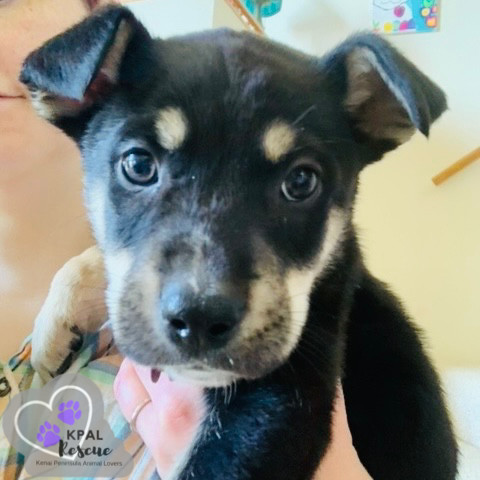 Levis - Blue Jeans Litter, an adoptable Australian Cattle Dog / Blue Heeler, Pit Bull Terrier in Kenai, AK, 99611 | Photo Image 6