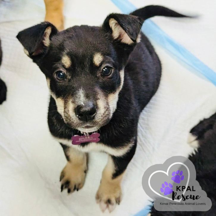 Levis - Blue Jeans Litter, an adoptable Australian Cattle Dog / Blue Heeler, Pit Bull Terrier in Kenai, AK, 99611 | Photo Image 6
