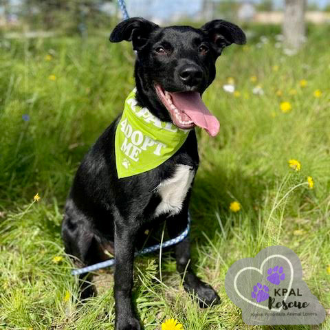 Honda - Vehicle Litter, an adoptable Labrador Retriever, Pit Bull Terrier in Kenai, AK, 99611 | Photo Image 4