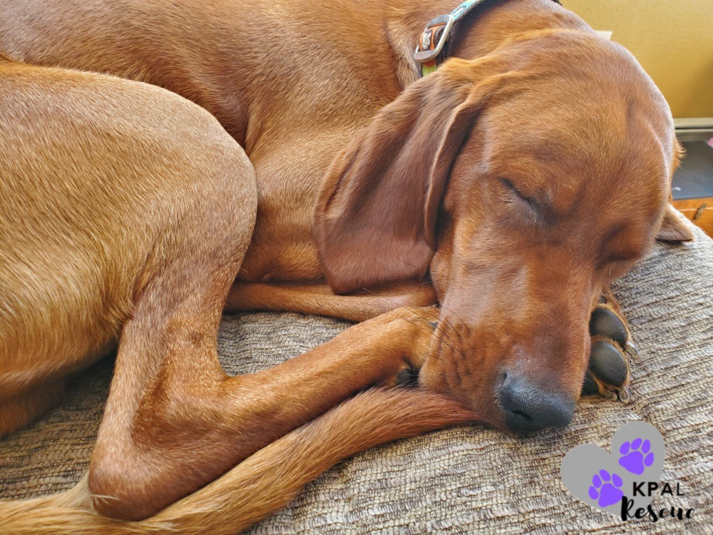 Zack, an adoptable Redbone Coonhound in Kenai, AK, 99611 | Photo Image 3