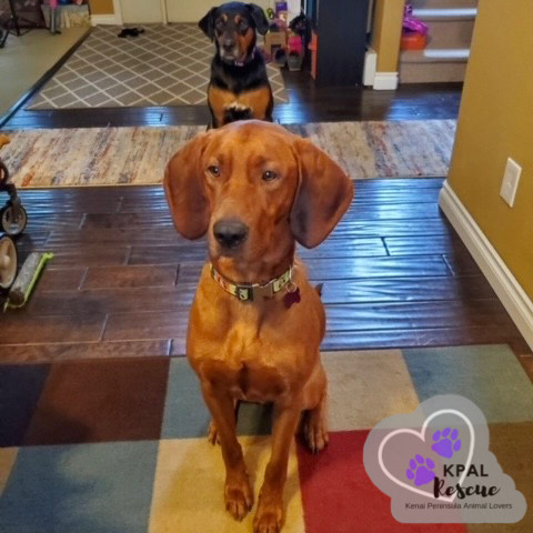 Zack, an adoptable Coonhound in Kenai, AK, 99611 | Photo Image 4