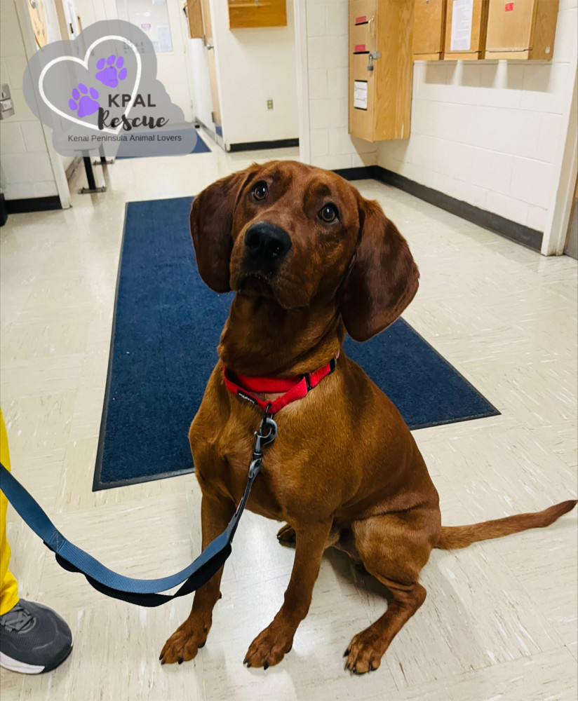 Zack, an adoptable Coonhound in Kenai, AK, 99611 | Photo Image 5