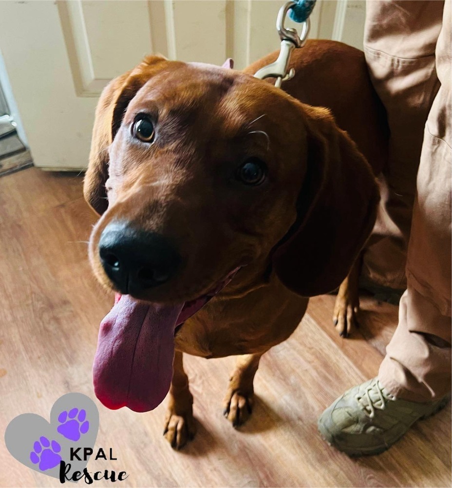 Zack, an adoptable Redbone Coonhound in Kenai, AK, 99611 | Photo Image 6