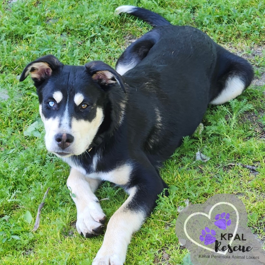 ZZ Top - 80s Bands Litter, an adoptable Mixed Breed in Kenai, AK, 99611 | Photo Image 3