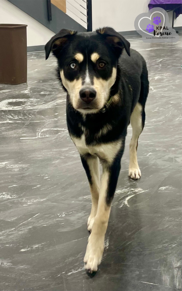 ZZ Top - 80s Bands Litter, an adoptable Mixed Breed in Kenai, AK, 99611 | Photo Image 3
