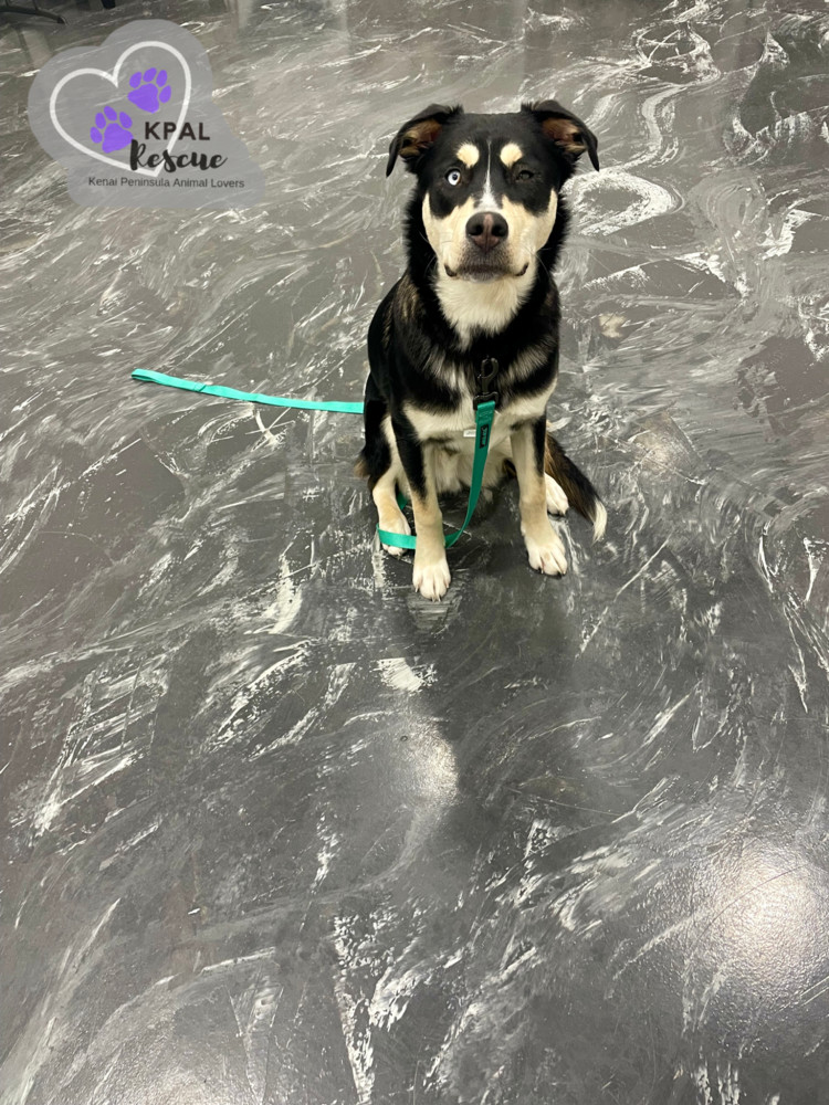 ZZ Top - 80s Bands Litter, an adoptable Mixed Breed in Kenai, AK, 99611 | Photo Image 4