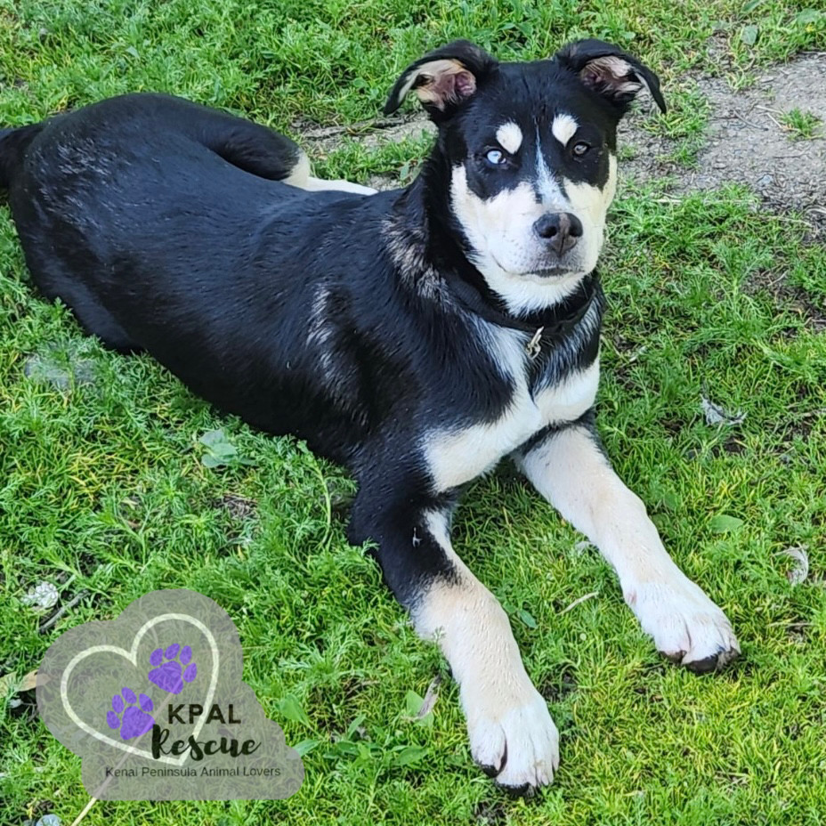 ZZ Top - 80s Bands Litter, an adoptable Mixed Breed in Kenai, AK, 99611 | Photo Image 5