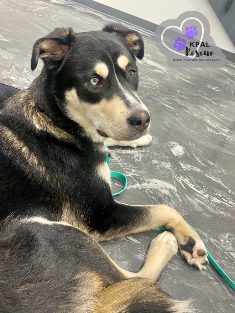 ZZ Top - 80s Bands Litter, an adoptable Mixed Breed in Kenai, AK, 99611 | Photo Image 5