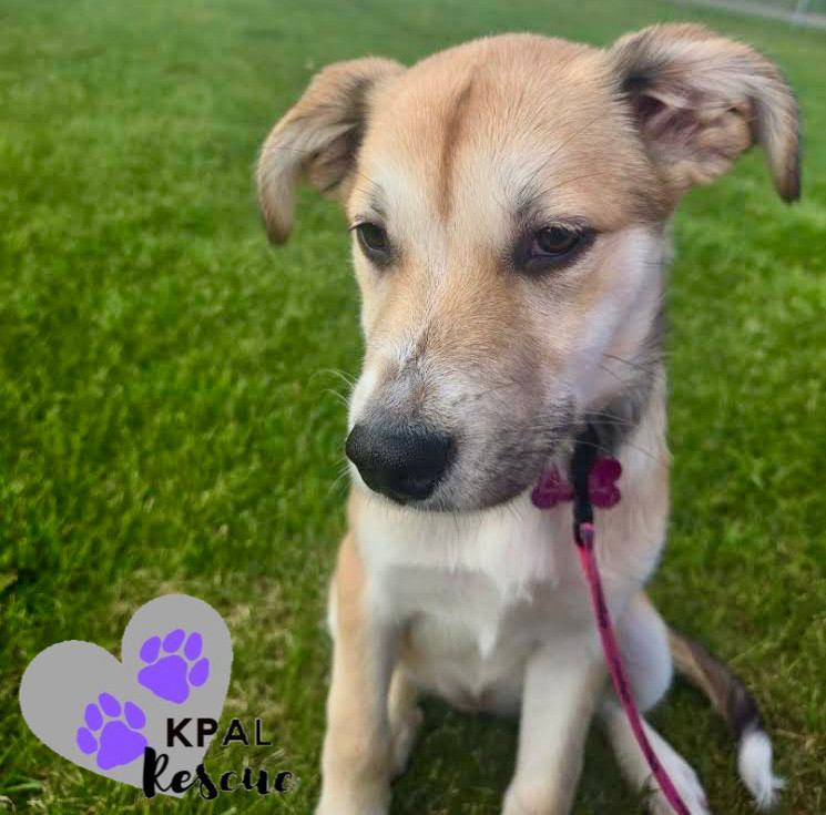 Kiska - North Roaders, an adoptable Mixed Breed in Kenai, AK, 99611 | Photo Image 2