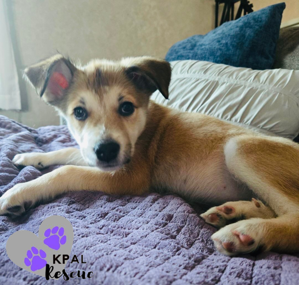 Kiska - North Roaders, an adoptable Mixed Breed in Kenai, AK, 99611 | Photo Image 3