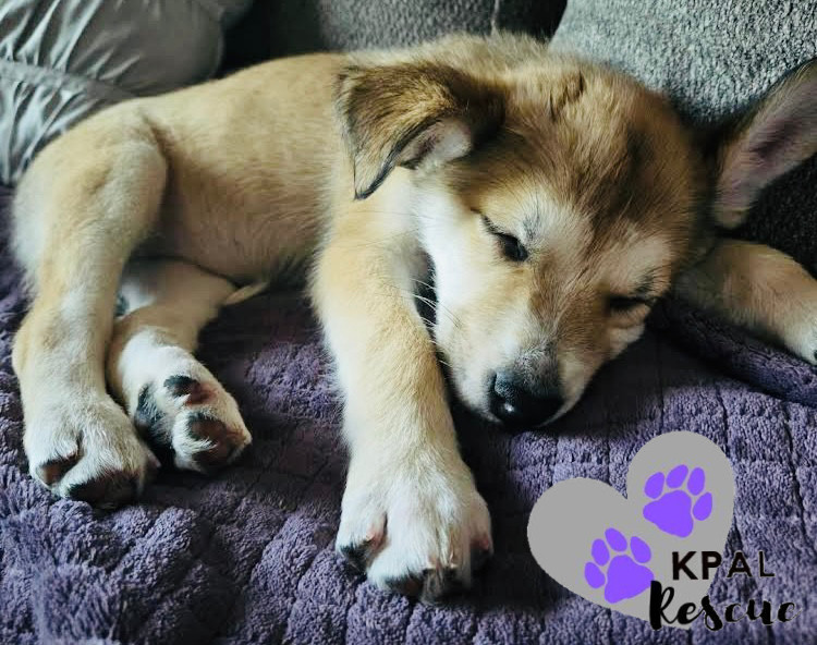 Kiska - North Roaders, an adoptable Mixed Breed in Kenai, AK, 99611 | Photo Image 4