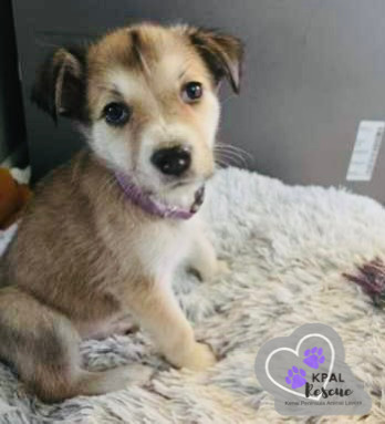 Kiska - North Roaders, an adoptable Mixed Breed in Kenai, AK, 99611 | Photo Image 5