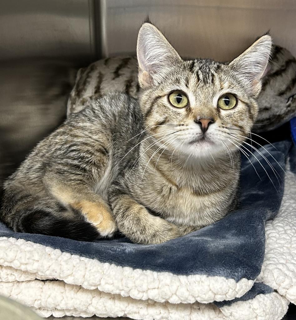 Sparrow (Raya), an adoptable Domestic Short Hair in Ontario, OR, 97914 | Photo Image 1