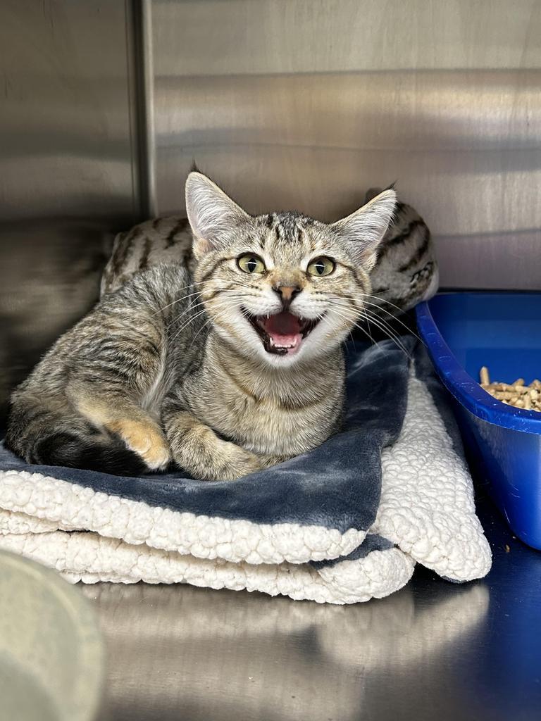 Sparrow (Raya), an adoptable Domestic Short Hair in Ontario, OR, 97914 | Photo Image 3