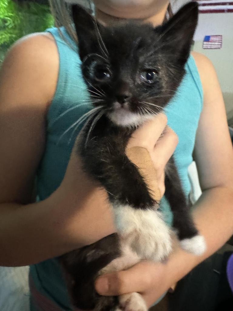 Tuxi, an adoptable Domestic Short Hair in Ontario, OR, 97914 | Photo Image 2