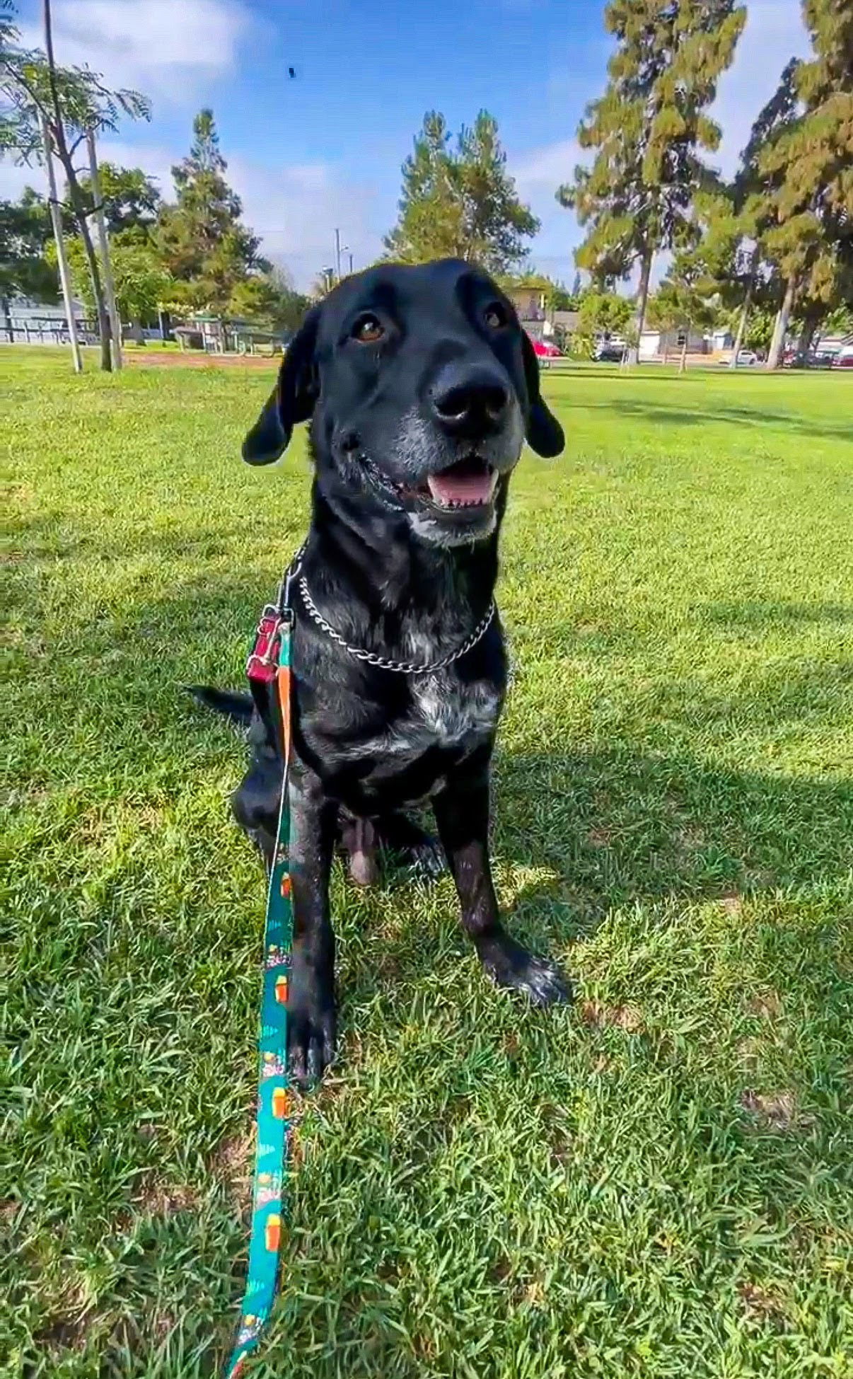Huckleberry