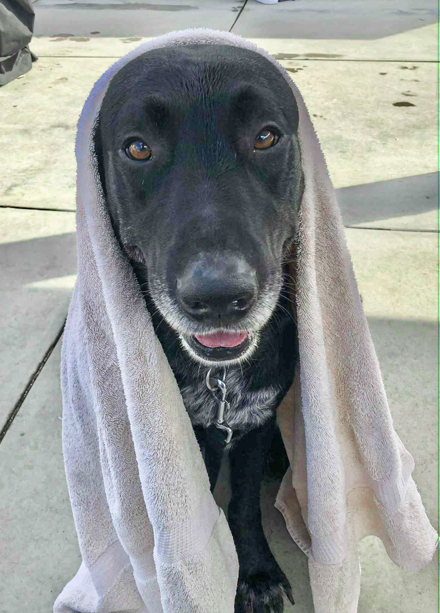 Huckleberry