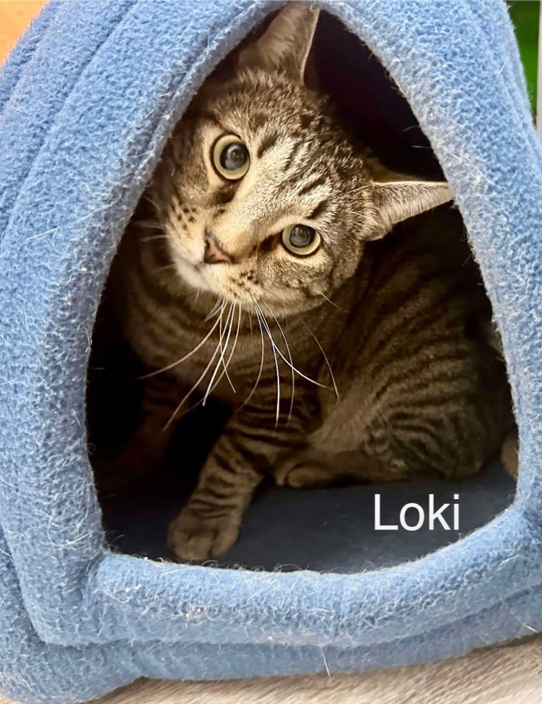 Loki