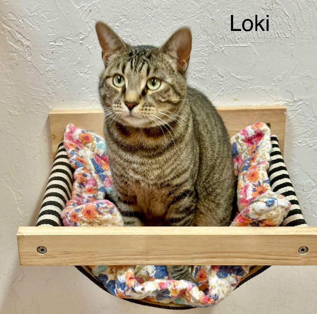 Loki