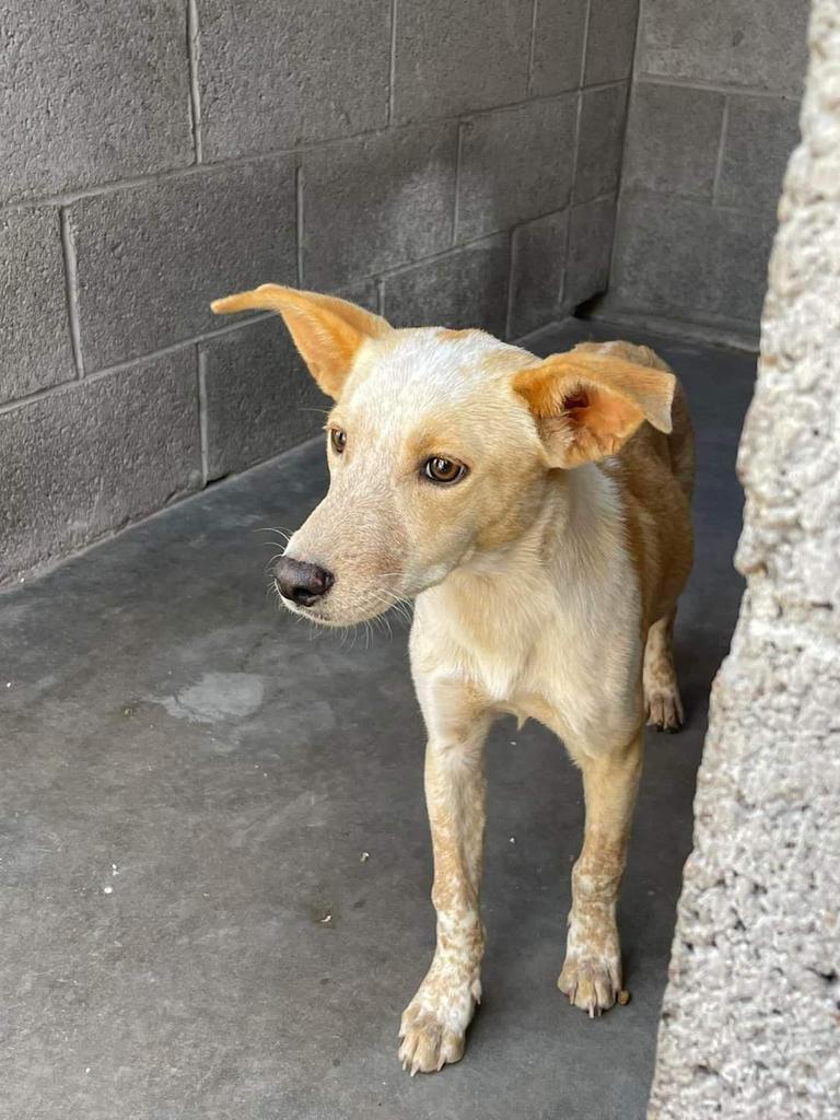 Batty, an adoptable Cattle Dog in Holbrook, AZ, 86025 | Photo Image 1