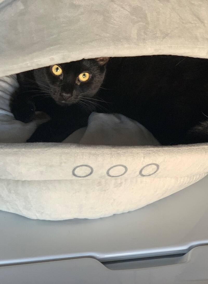 Boo