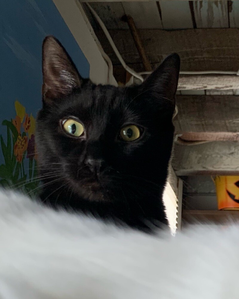 Boo