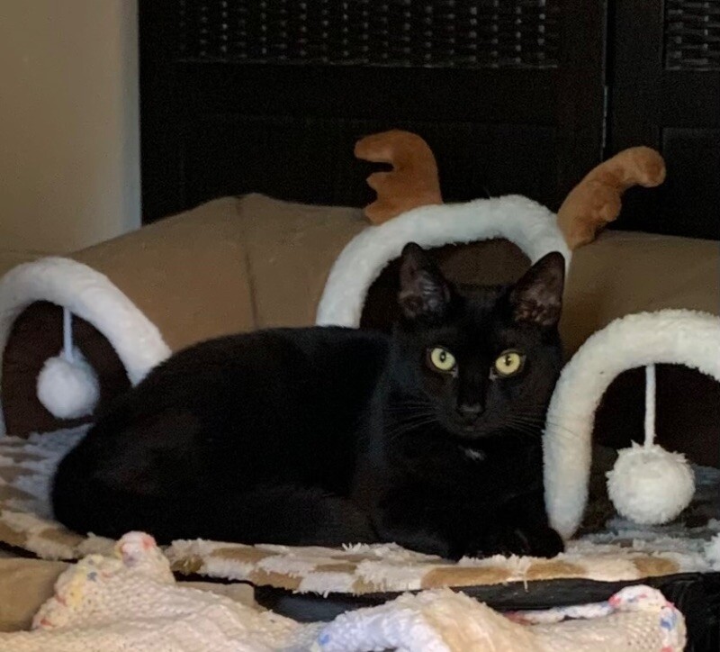 Boo