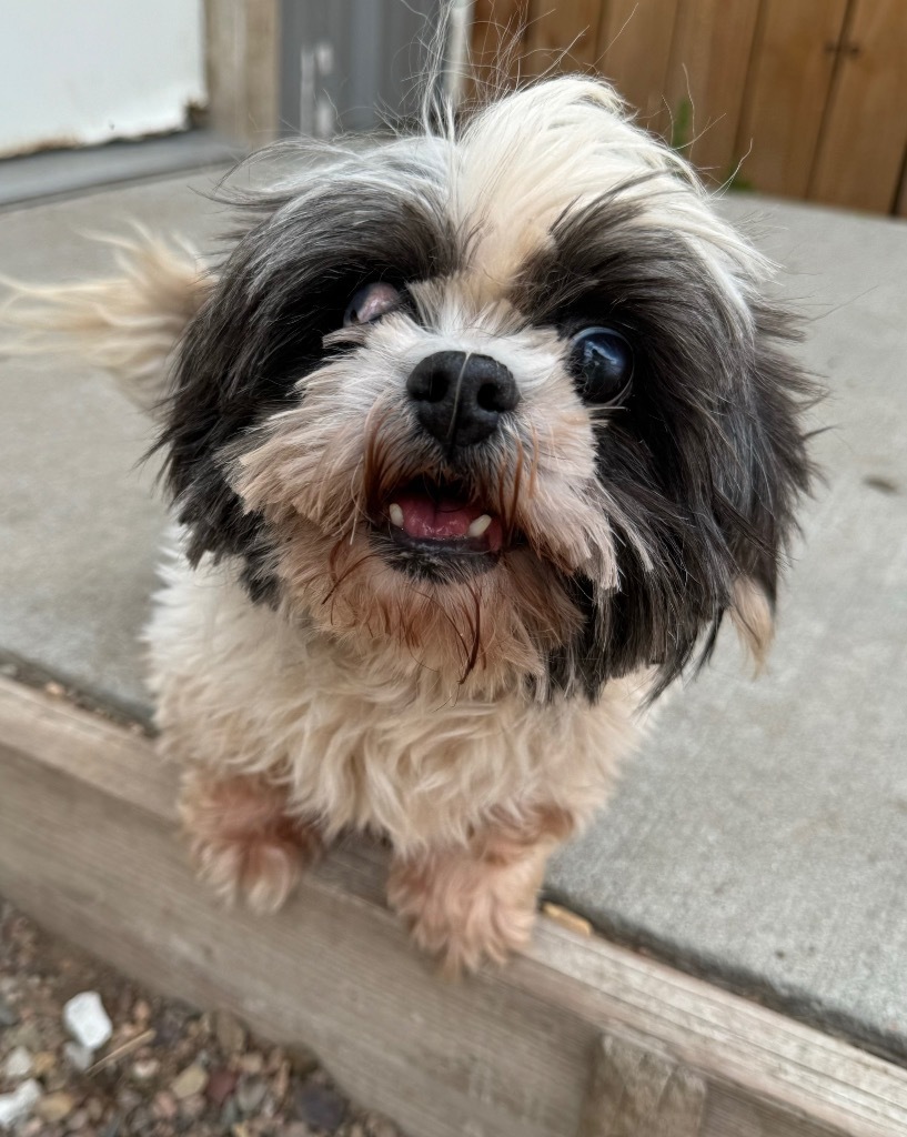 Dorothy, an adoptable Shih Tzu in Hastings, NE, 68901 | Photo Image 1