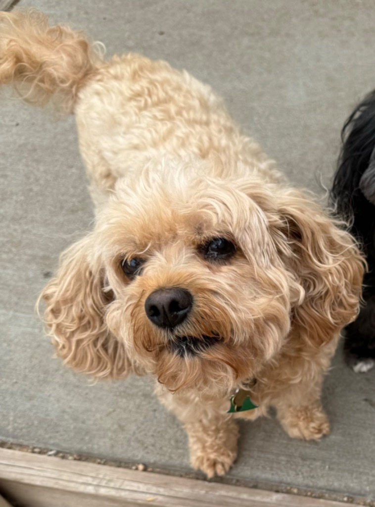 Sammy, an adoptable Cocker Spaniel, Poodle in Hastings, NE, 68901 | Photo Image 1