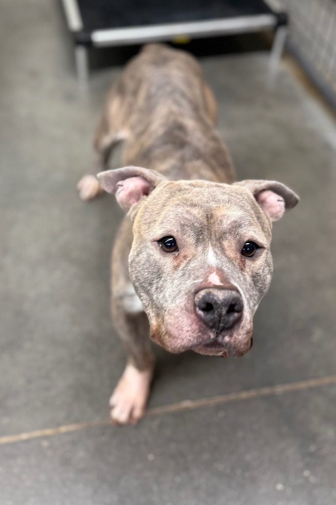 Markie, an adoptable Pit Bull Terrier in Hastings, NE, 68901 | Photo Image 1