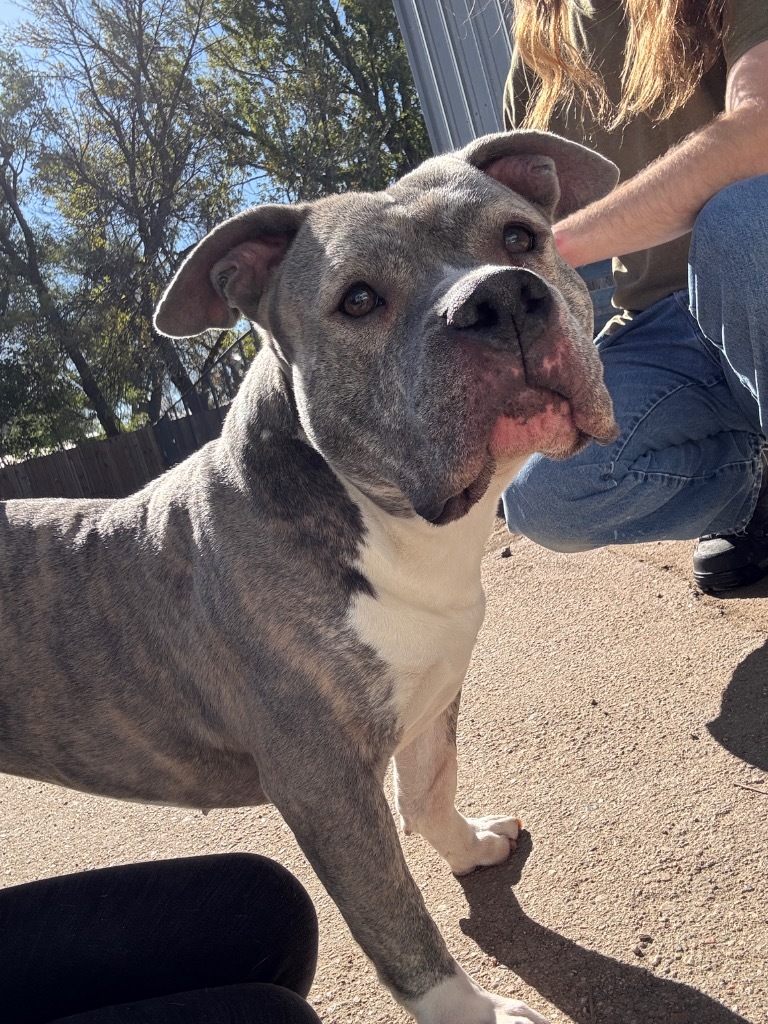 Markie, an adoptable Pit Bull Terrier in Hastings, NE, 68901 | Photo Image 1
