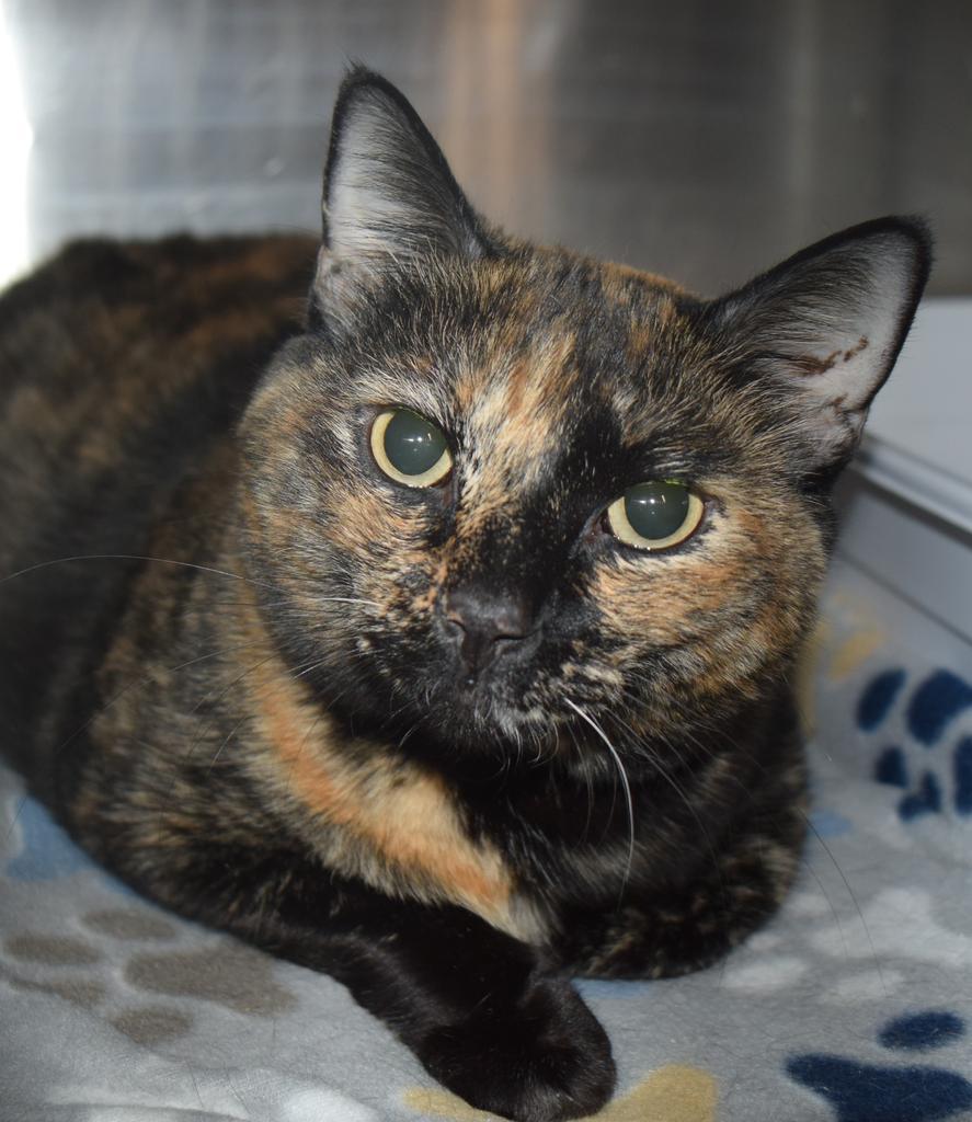 JiJi, an adoptable Domestic Short Hair in Pahrump, NV, 89048 | Photo Image 1