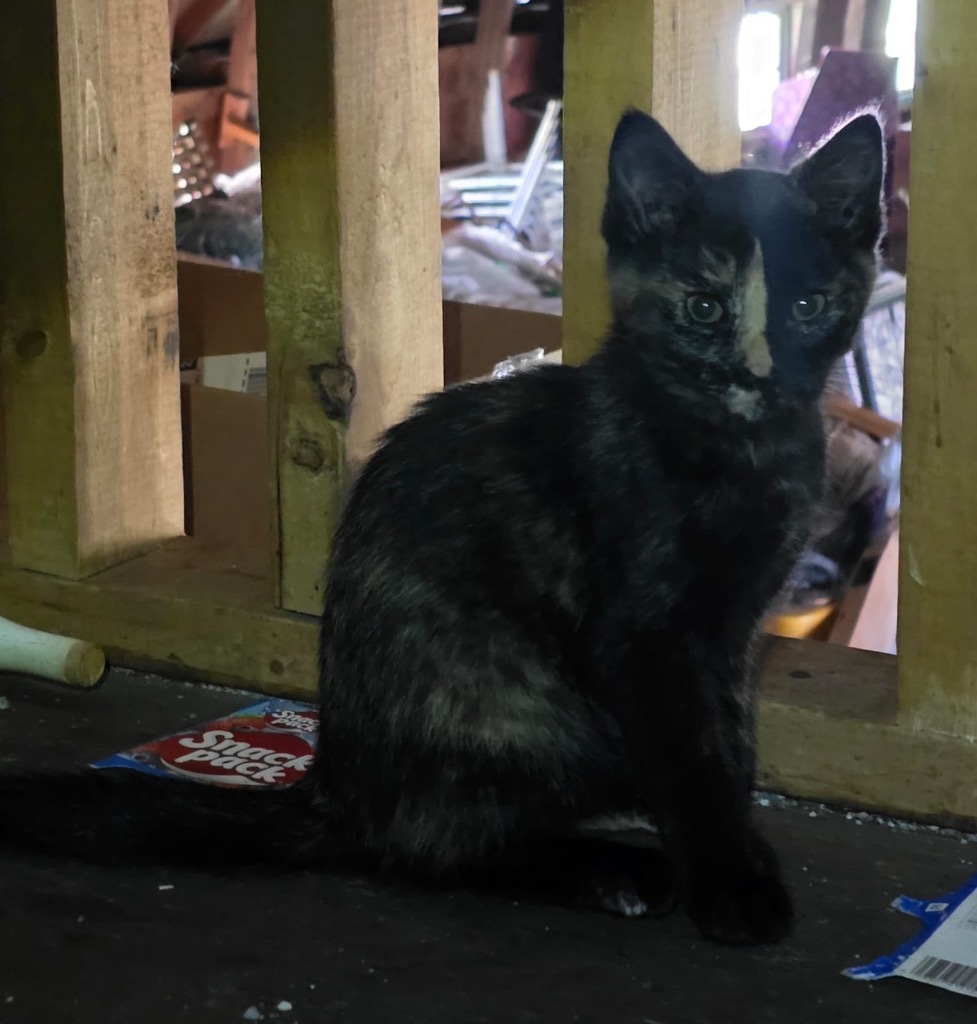 Suzie, an adoptable Domestic Short Hair in Calgary, AB, T3S 0C5 | Photo Image 2