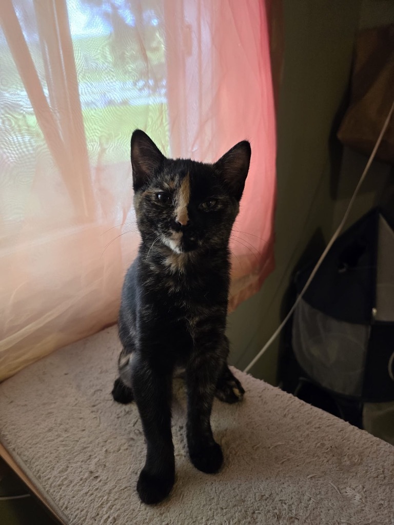 Suzie, an adoptable Domestic Short Hair in Calgary, AB, T3S 0C5 | Photo Image 3