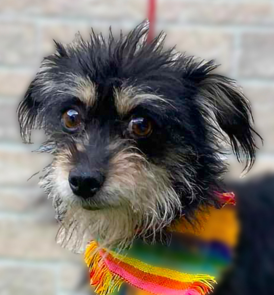 Mister, an adoptable Chihuahua, Rat Terrier in Calgary, AB, T3S 0C5 | Photo Image 2