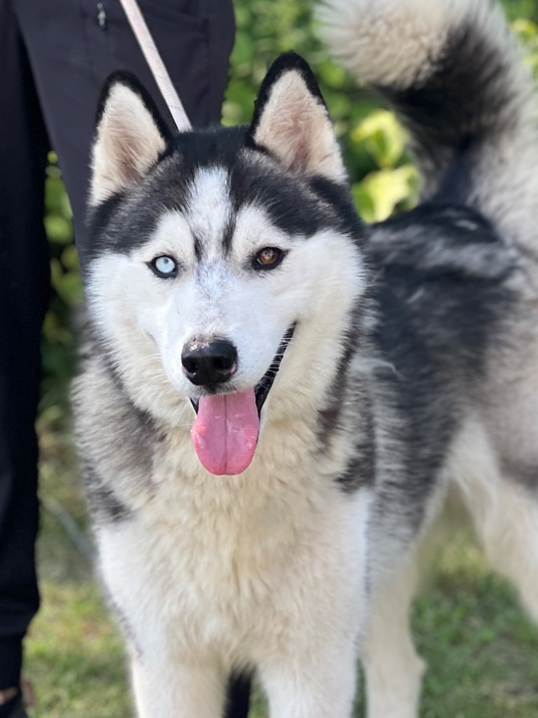 Louie, an adoptable Alaskan Malamute in Muskegon, MI, 49442 | Photo Image 1