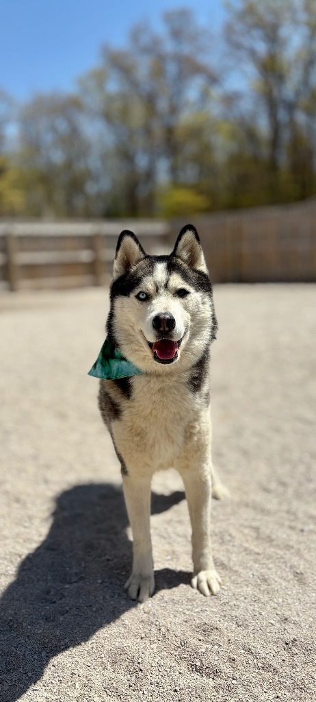 Louie, an adoptable Alaskan Malamute in Muskegon, MI, 49442 | Photo Image 1