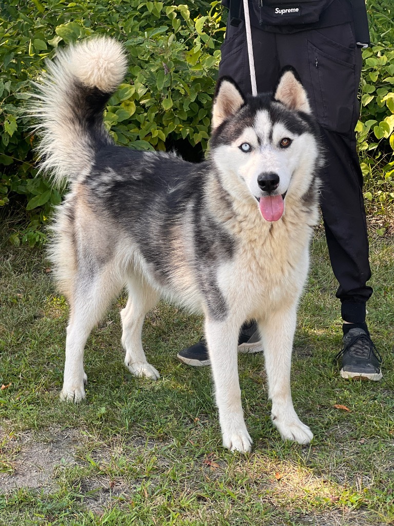 Louie, an adoptable Alaskan Malamute in Muskegon, MI, 49442 | Photo Image 2