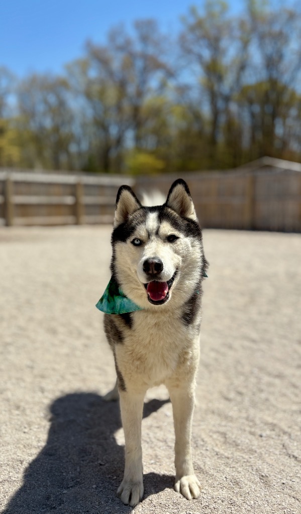 Louie, an adoptable Alaskan Malamute in Muskegon, MI, 49442 | Photo Image 4